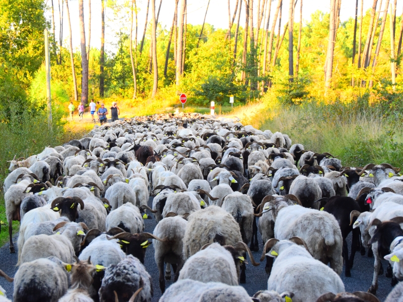 La route de la transhumance passe par Lartigue CDC du Bazadais